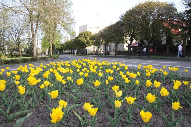 Leszno w tulipanach (zdjęcia)
