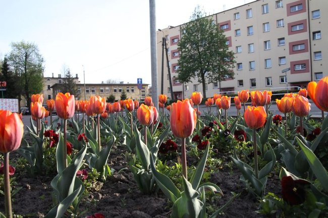 Leszno w tulipanach (zdjęcia)