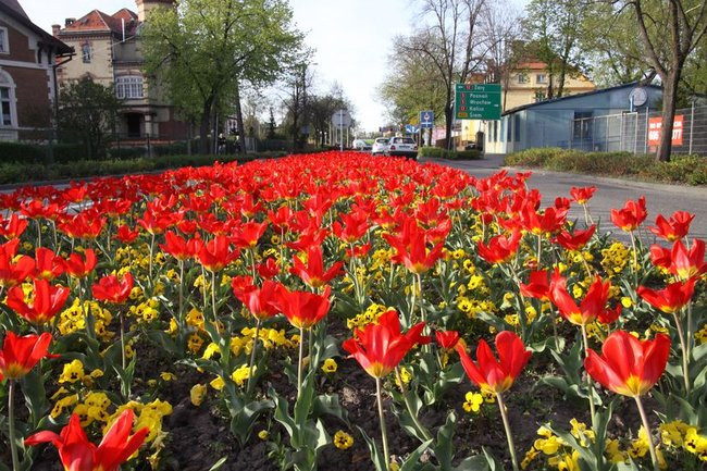Leszno w tulipanach (zdjęcia)