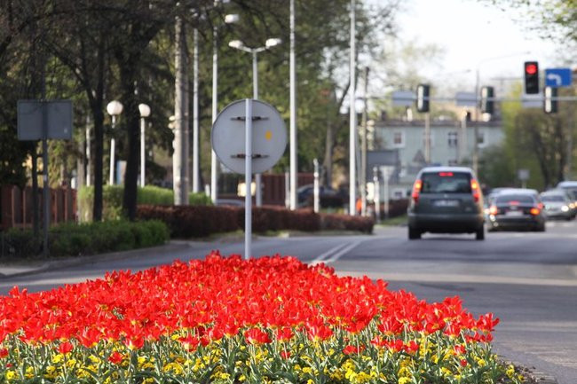 Leszno w tulipanach (zdjęcia)