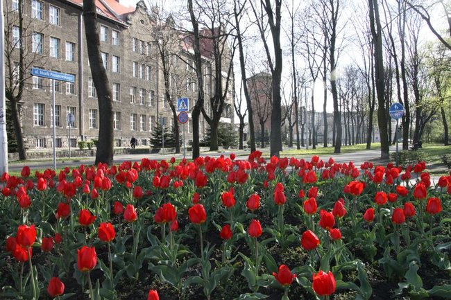 Leszno w tulipanach (zdjęcia)