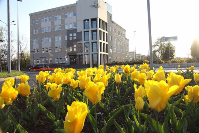 Leszno w tulipanach (zdjęcia)