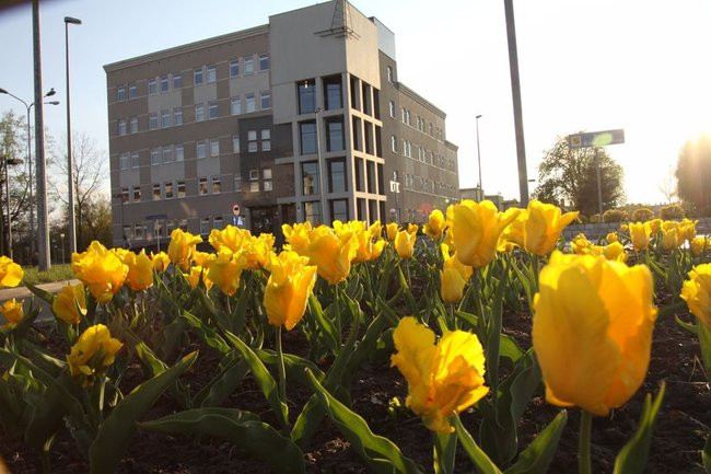 Leszno w tulipanach (zdjęcia)