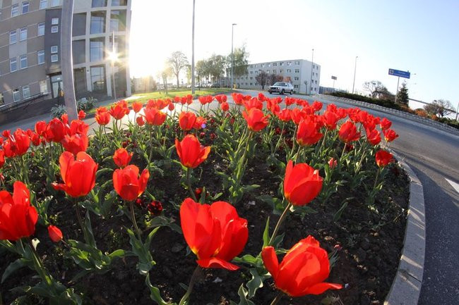 Leszno w tulipanach (zdjęcia)
