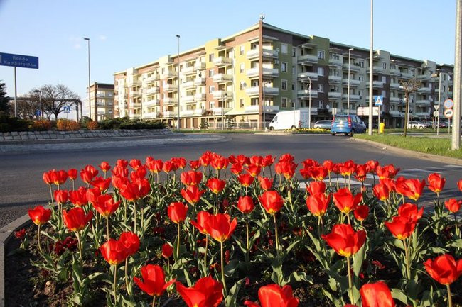 Leszno w tulipanach (zdjęcia)