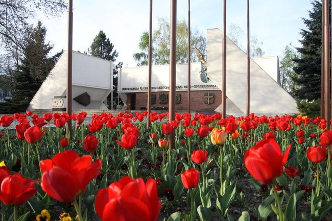 Leszno w tulipanach (zdjęcia)