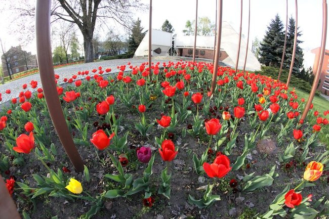Leszno w tulipanach (zdjęcia)