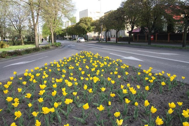 Leszno w tulipanach (zdjęcia)
