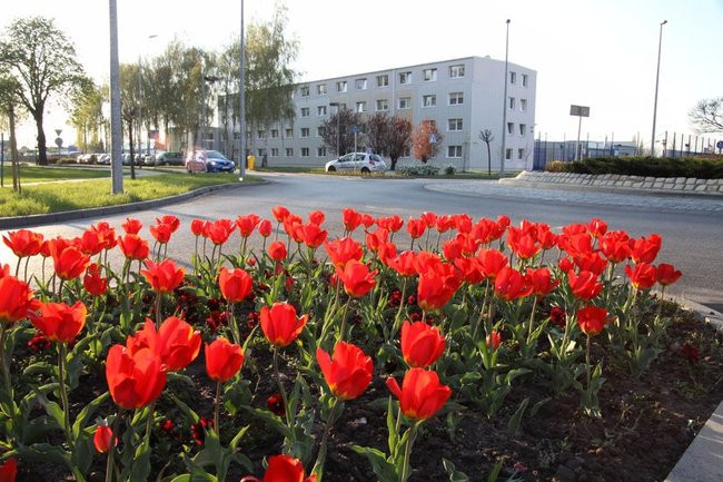Leszno w tulipanach (zdjęcia)