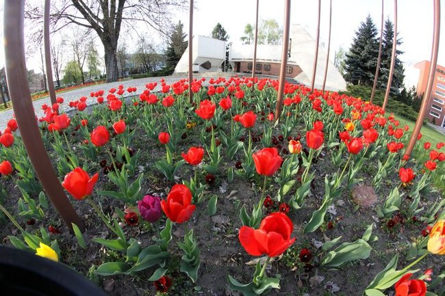 Leszno w tulipanach (zdjęcia)