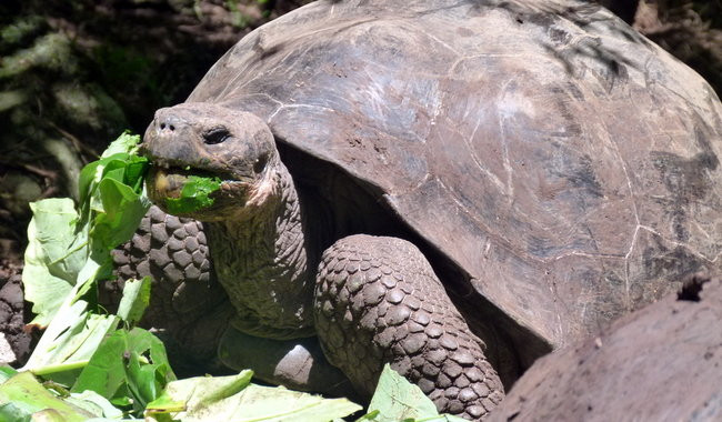 Korespondencja z Galapagos (zdjęcia)