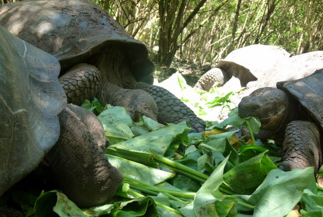 Korespondencja z Galapagos (zdjęcia)