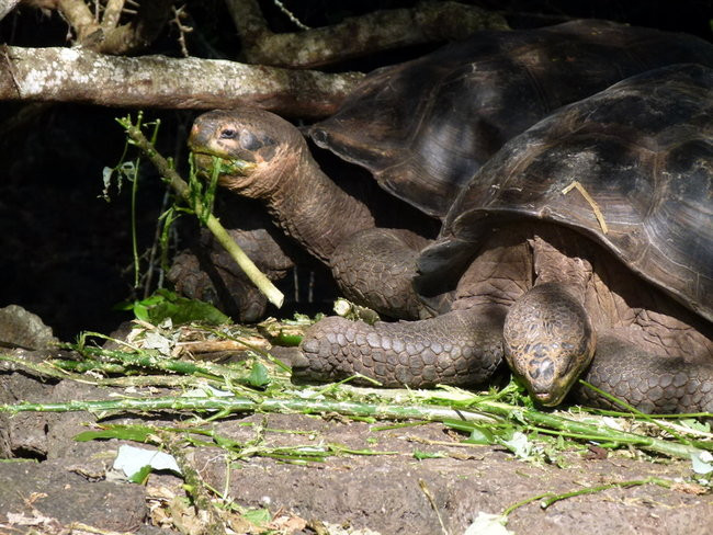 Korespondencja z Galapagos (zdjęcia)