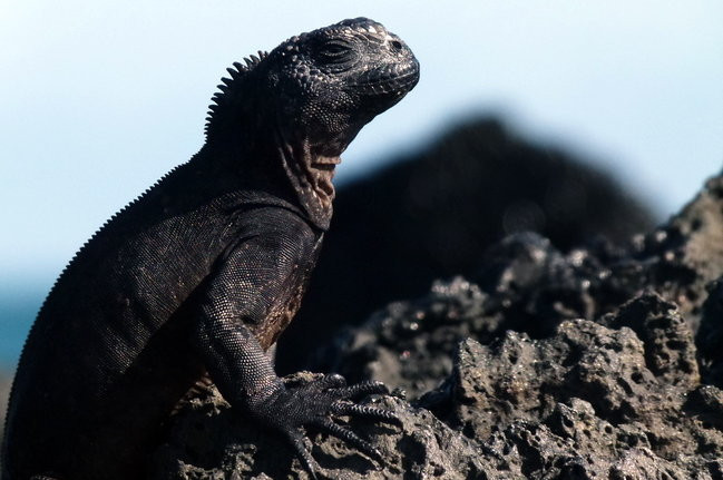 Korespondencja z Galapagos (zdjęcia)