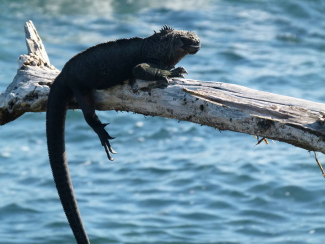Korespondencja z Galapagos (zdjęcia)