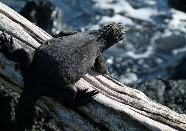 Korespondencja z Galapagos (zdjęcia)