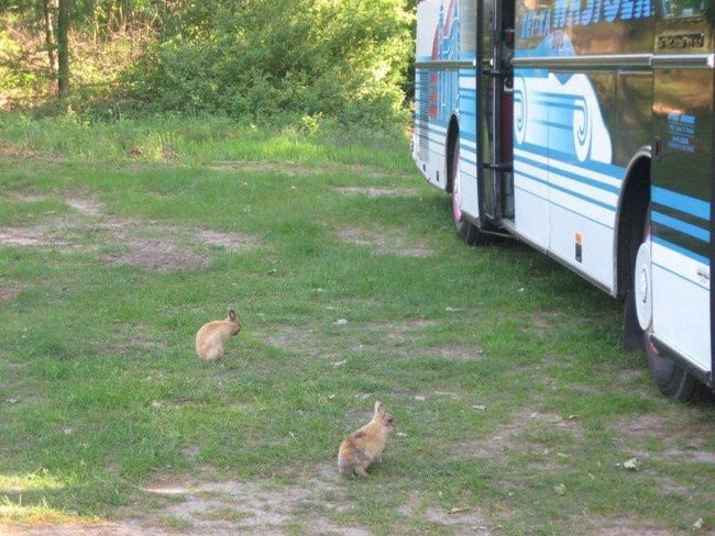 Dzień Mamy w plenerze (zdjęcia)