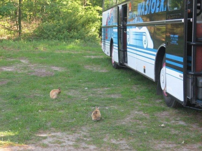 Dzień Mamy w plenerze (zdjęcia)