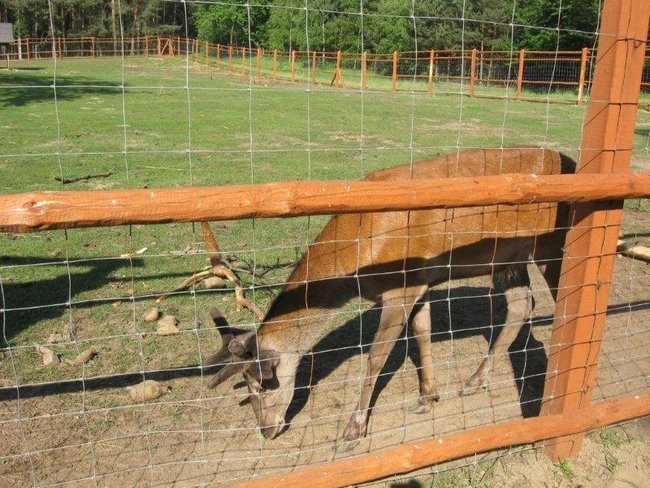 Dzień Mamy w plenerze (zdjęcia)