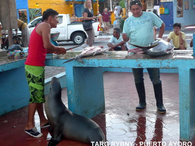 Kapitan Lewiński dopływa na Markizy (zdjęcia)