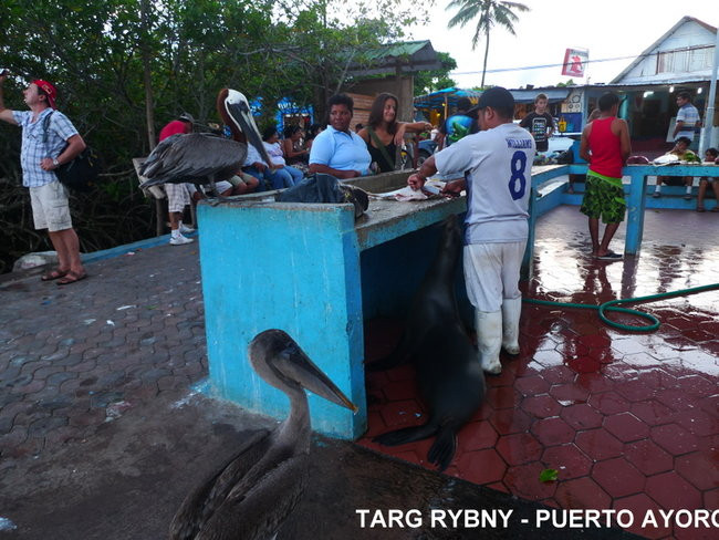 Kapitan Lewiński dopływa na Markizy (zdjęcia)