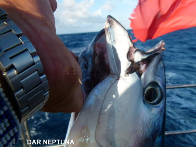 Kapitan Lewiński dopływa na Markizy (zdjęcia)