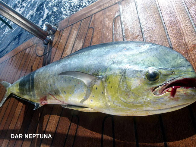 Kapitan Lewiński dopływa na Markizy (zdjęcia)
