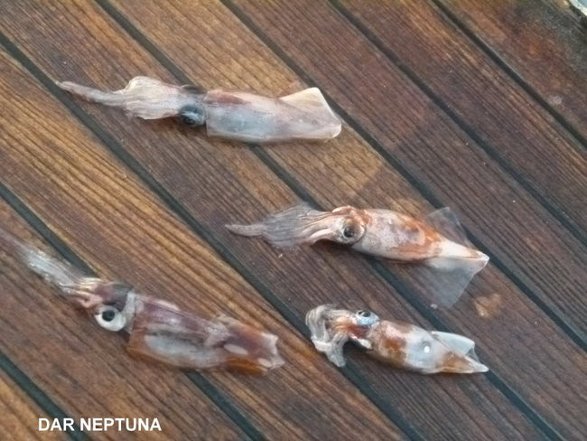 Kapitan Lewiński dopływa na Markizy (zdjęcia)