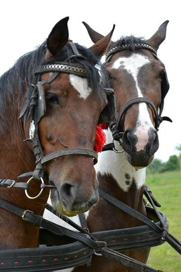Festyn dla Filipka (zdjęcia)