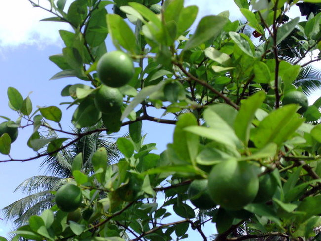 Kapitan Lewiński zmierza na Tuamotu