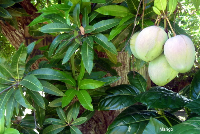 Kapitan Lewiński zmierza na Tuamotu