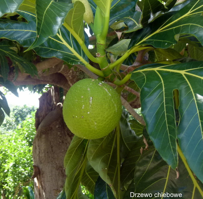 Kapitan Lewiński zmierza na Tuamotu