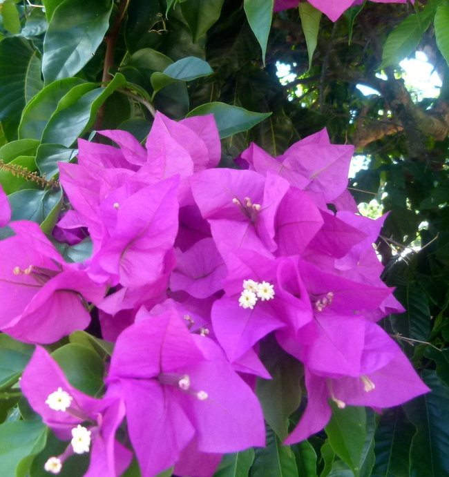 Kapitan Lewiński zmierza na Tuamotu