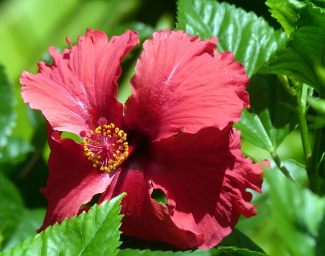Kapitan Lewiński zmierza na Tuamotu