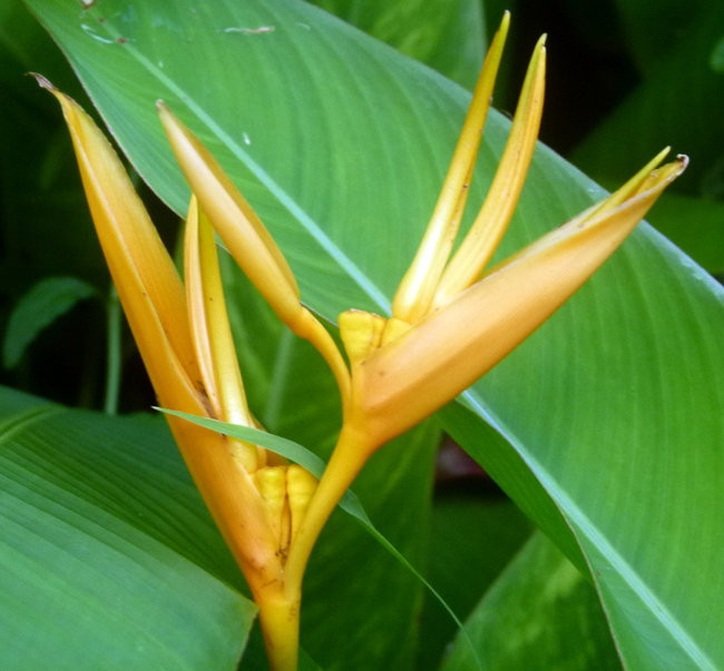 Kapitan Lewiński zmierza na Tuamotu