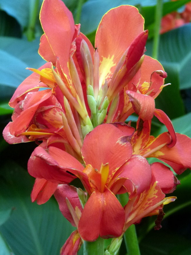 Kapitan Lewiński zmierza na Tuamotu