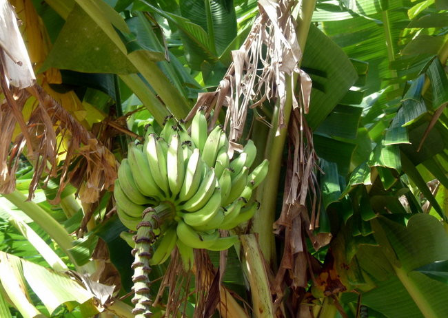 Kapitan Lewiński zmierza na Tuamotu