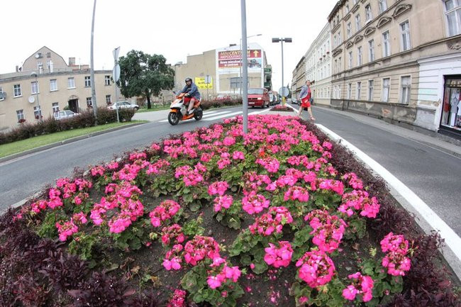 Kwietne dywany w całym mieście (zdjęcia)