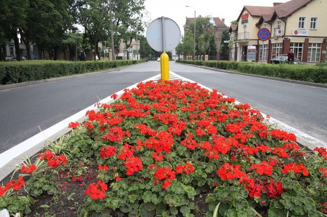 Kwietne dywany w całym mieście (zdjęcia)