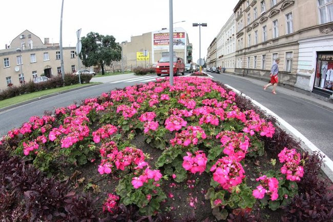 Kwietne dywany w całym mieście (zdjęcia)