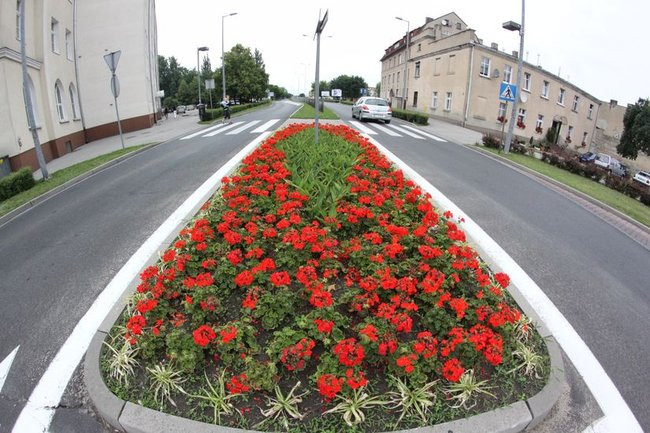 Kwietne dywany w całym mieście (zdjęcia)