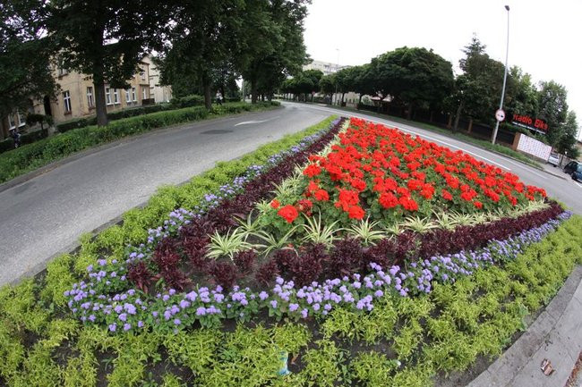 Kwietne dywany w całym mieście (zdjęcia)