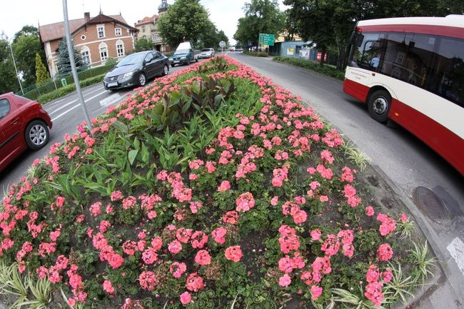 Kwietne dywany w całym mieście (zdjęcia)