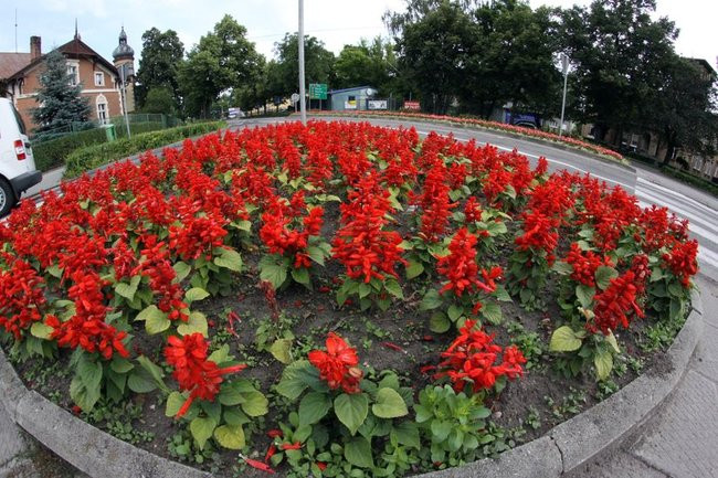 Kwietne dywany w całym mieście (zdjęcia)