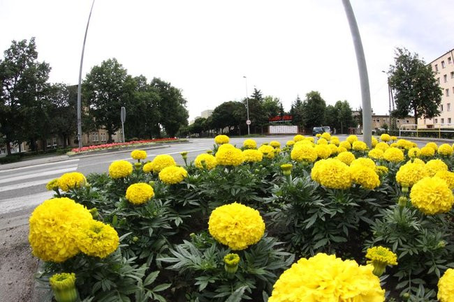 Kwietne dywany w całym mieście (zdjęcia)