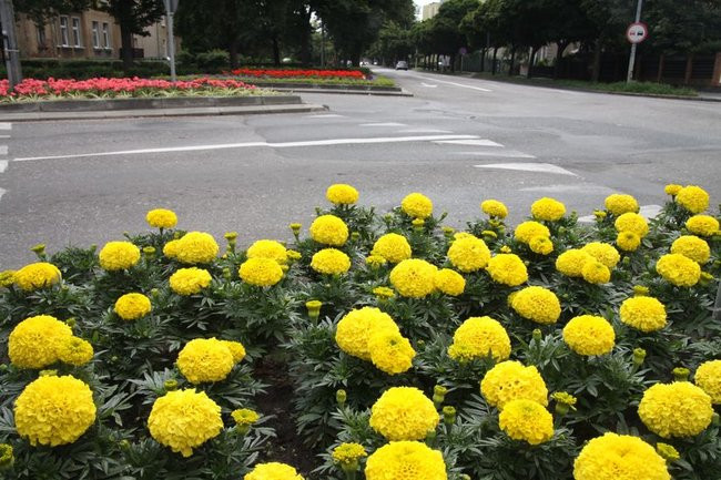 Kwietne dywany w całym mieście (zdjęcia)