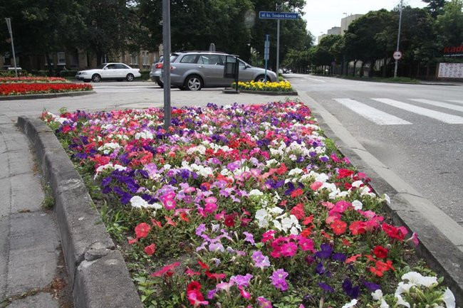 Kwietne dywany w całym mieście (zdjęcia)