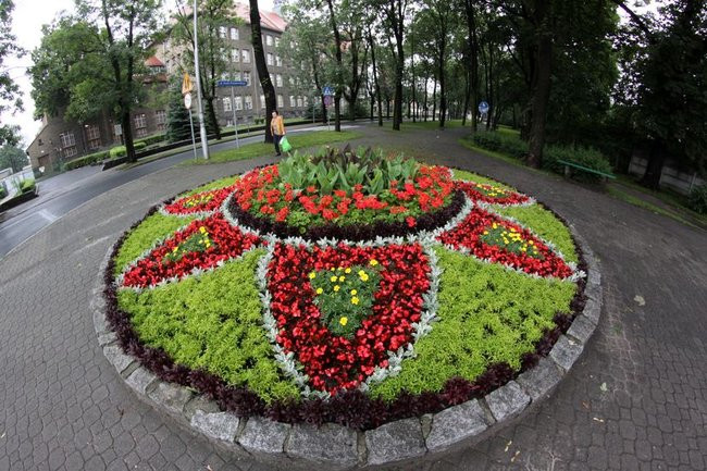 Kwietne dywany w całym mieście (zdjęcia)