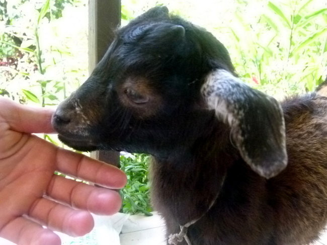 Ullyses zmierza do Australii (zdjęcia)