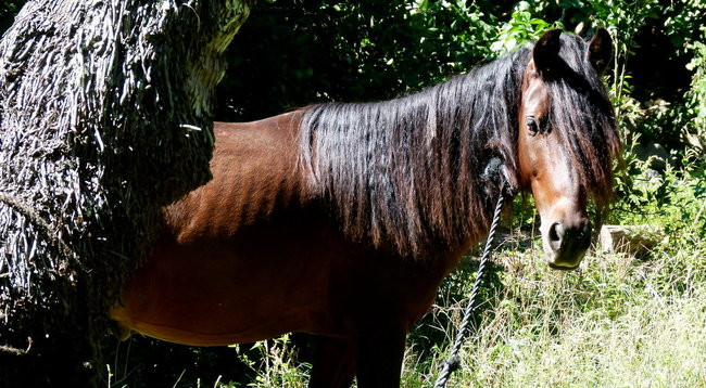 Ullyses zmierza do Australii (zdjęcia)